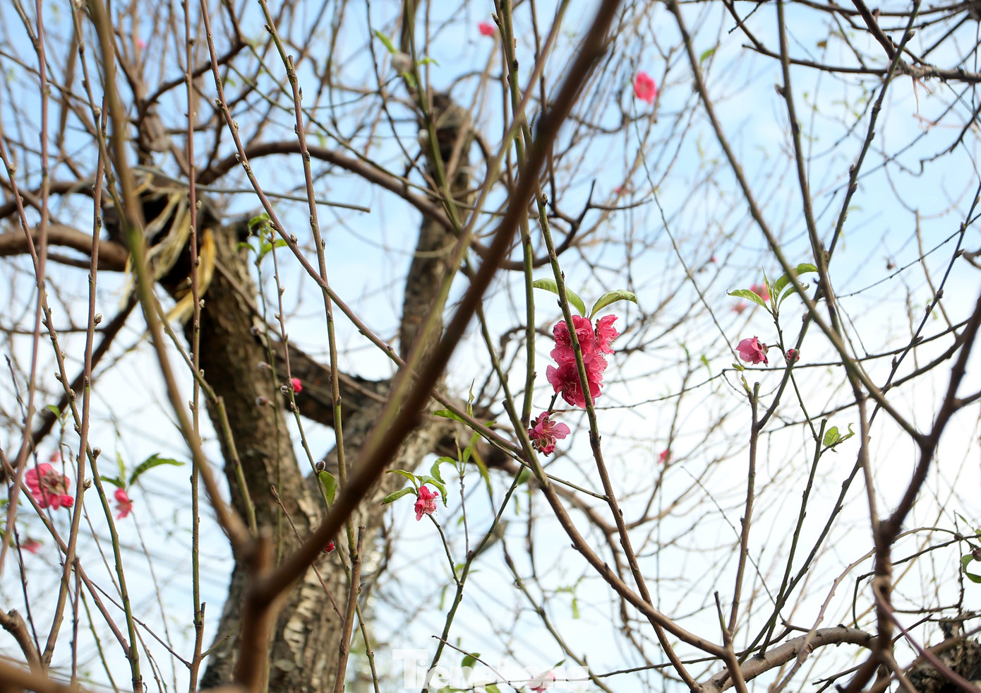 Cận cảnh những bông đào bung nở sớm khoe sắc trên vườn hoa Nhật Tân ảnh 7