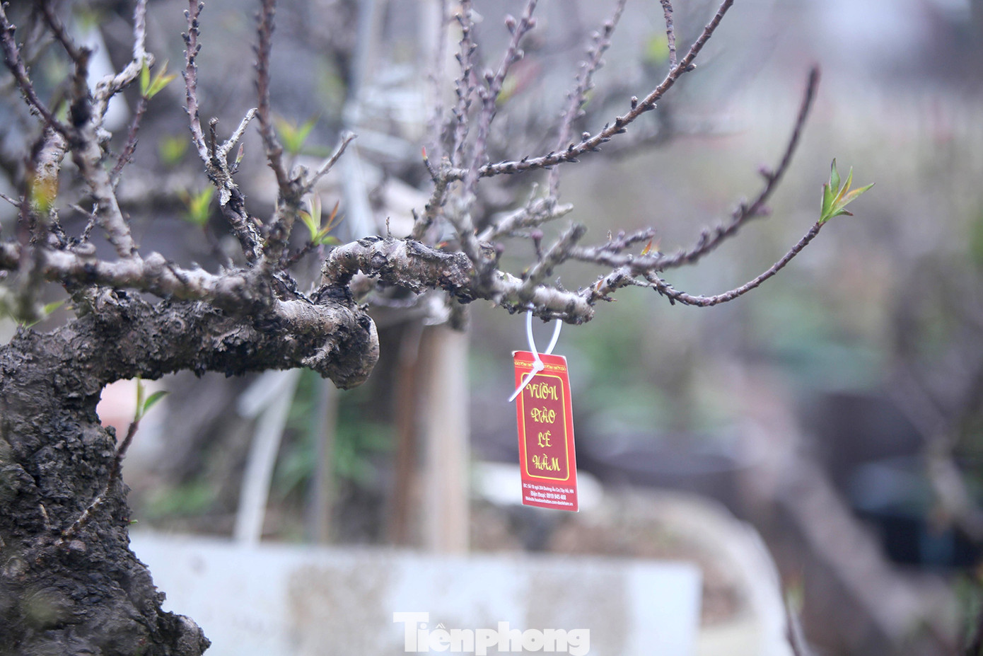 Thời tiết thất thường, đào Thất Thốn vào buồng điều hoà chờ Tết ảnh 3