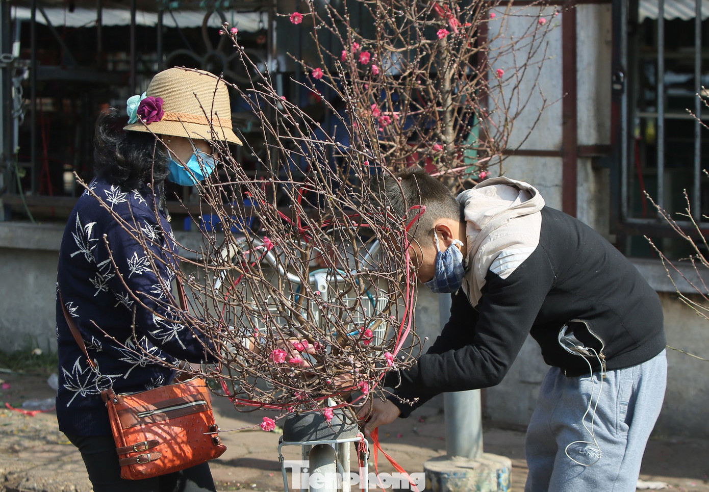 Đào Tết nở sớm đổ bộ khoe sắc phố phường ảnh 5