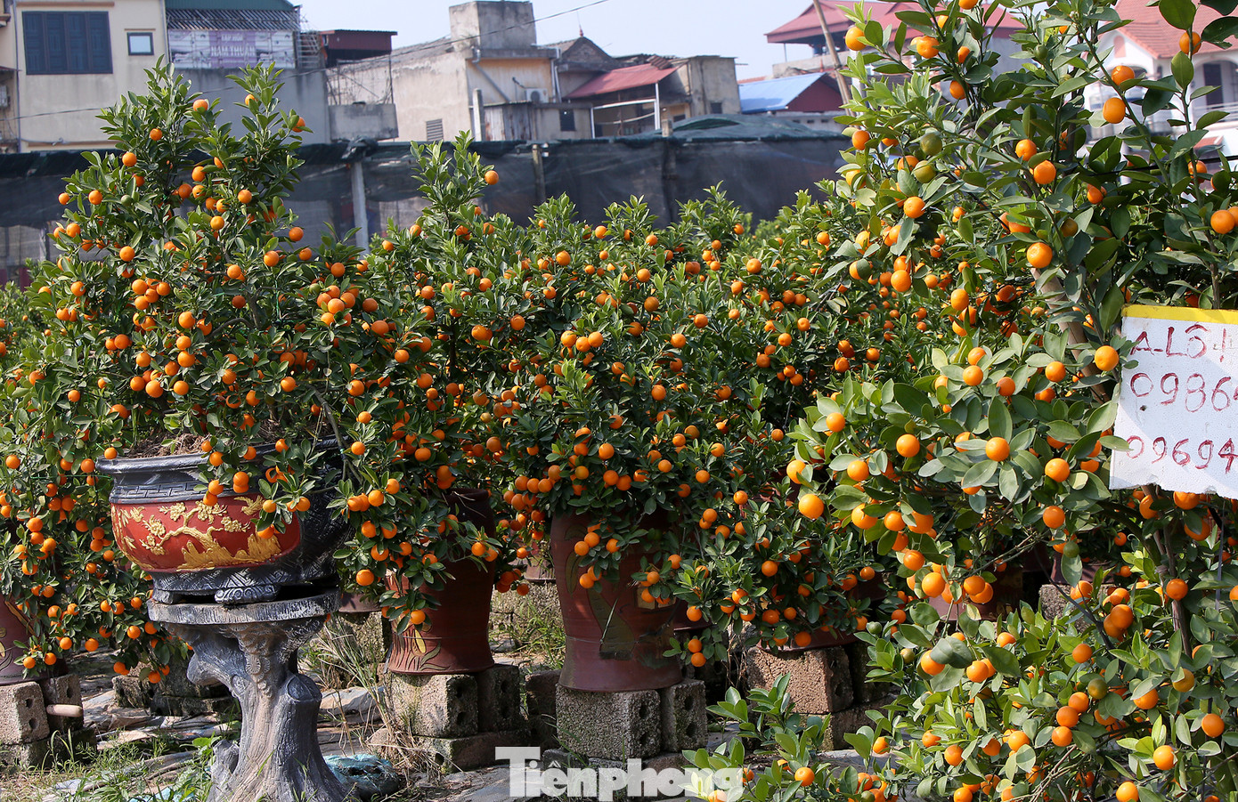 Vựa hoa cây cảnh lớn nhất miền bắc vào vụ Tết ảnh 5