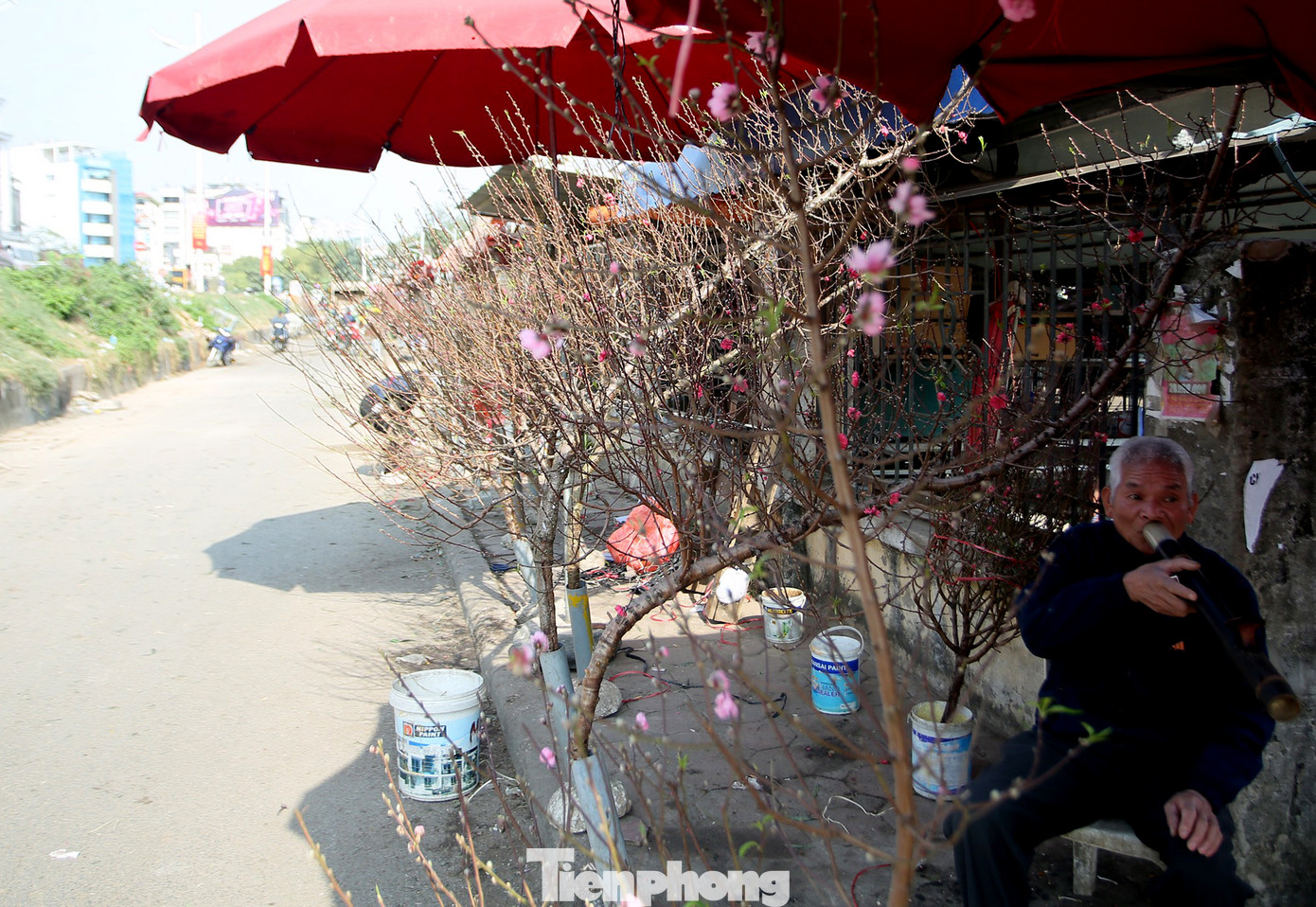 Đào Tết nở sớm đổ bộ khoe sắc phố phường ảnh 11