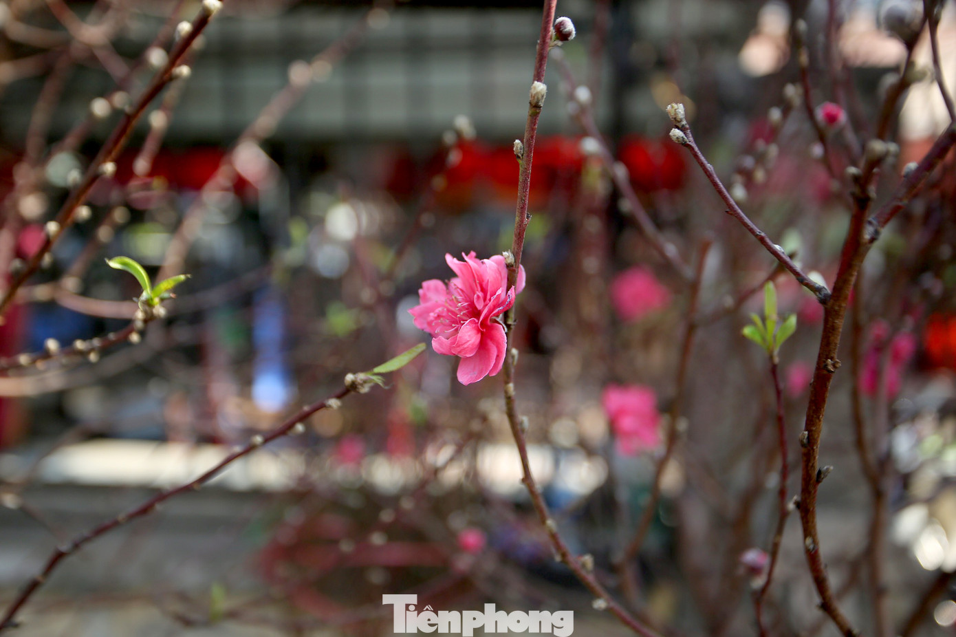 Đào Tết nở sớm đổ bộ khoe sắc phố phường ảnh 7