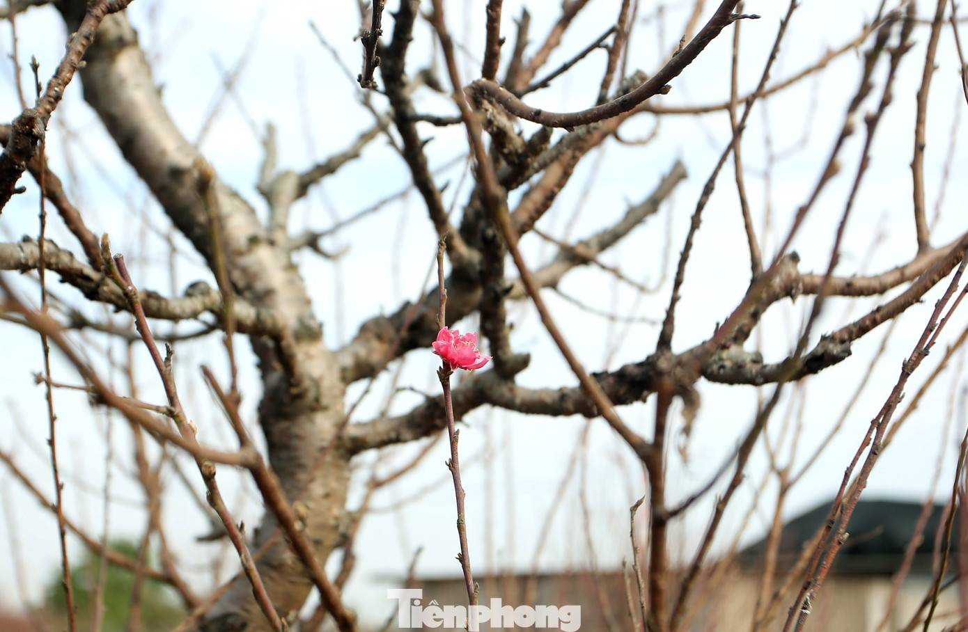 Cận cảnh những bông đào bung nở sớm khoe sắc trên vườn hoa Nhật Tân ảnh 3