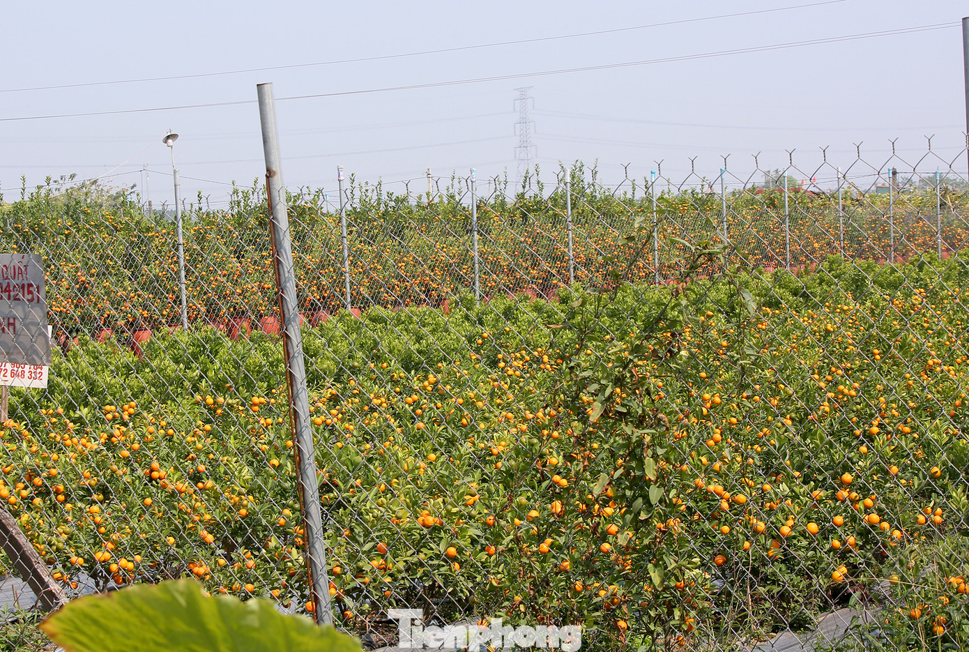 Vựa hoa cây cảnh lớn nhất miền bắc vào vụ Tết ảnh 7