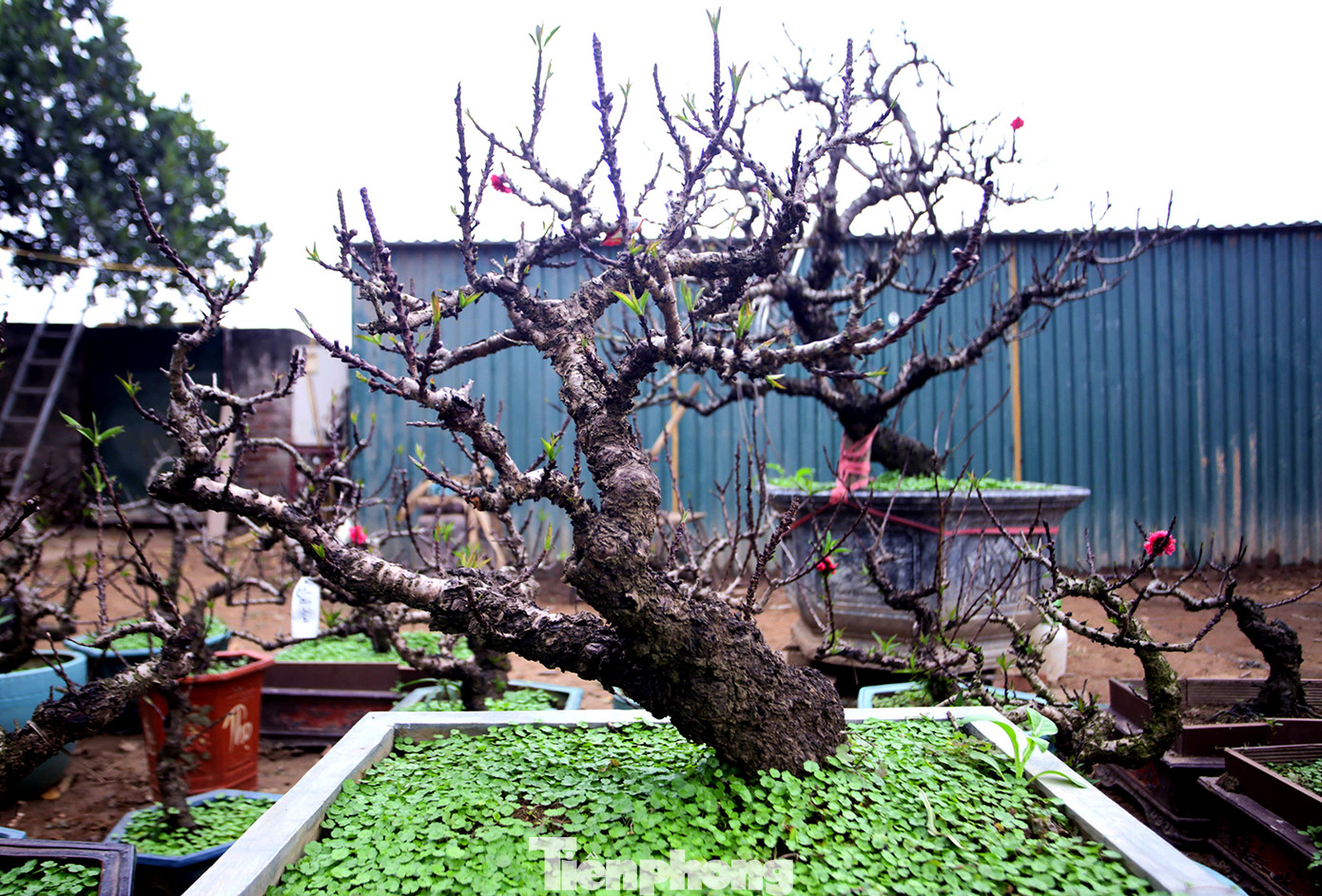 Thời tiết thất thường, đào Thất Thốn vào buồng điều hoà chờ Tết ảnh 4