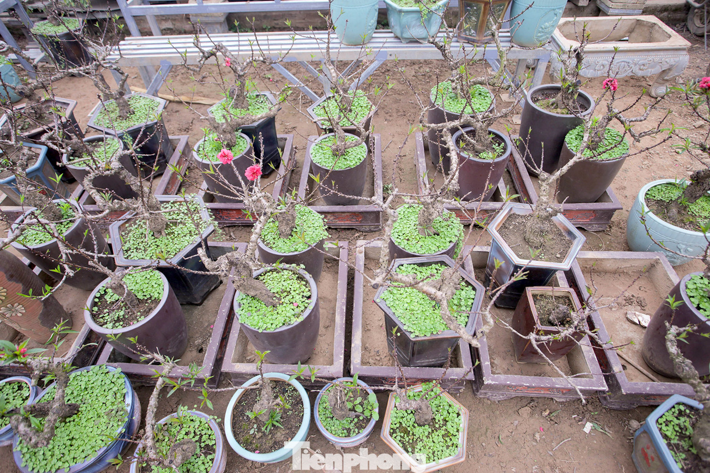 Thời tiết thất thường, đào Thất Thốn vào buồng điều hoà chờ Tết ảnh 7