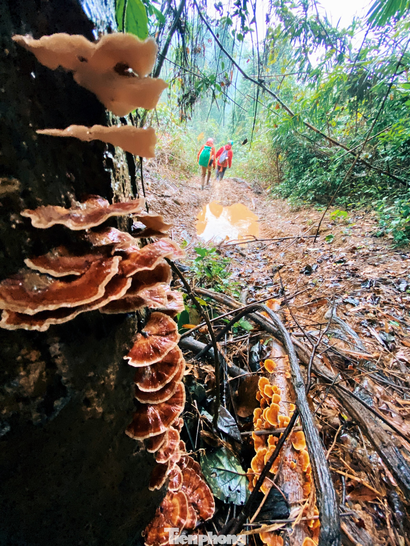 Trầm trồ kinh ngạc trước vẻ đẹp hang Tiên, Quảng Bình ảnh 10