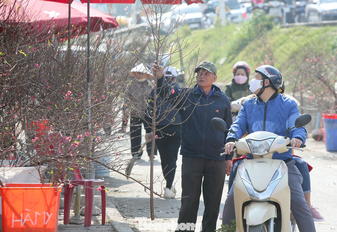 Đào Tết nở sớm đổ bộ khoe sắc phố phường ảnh 2