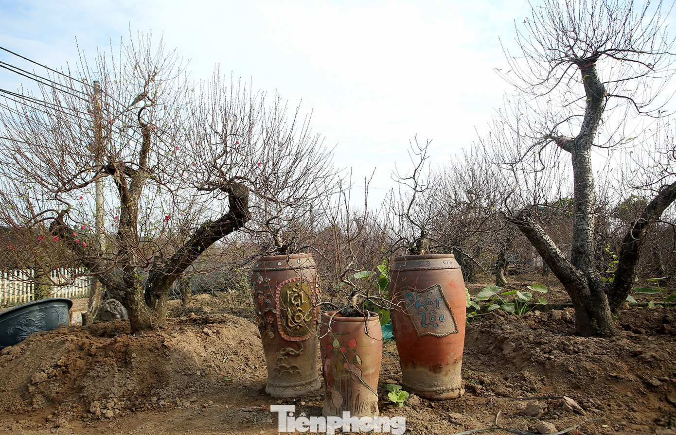 Cận cảnh những bông đào bung nở sớm khoe sắc trên vườn hoa Nhật Tân ảnh 6