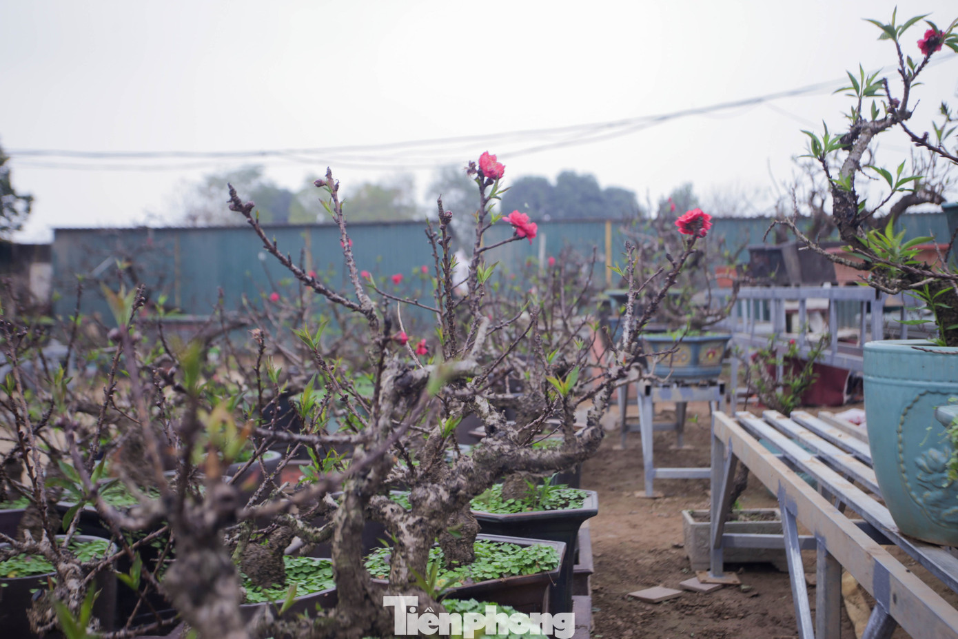 Thời tiết thất thường, đào Thất Thốn vào buồng điều hoà chờ Tết ảnh 5