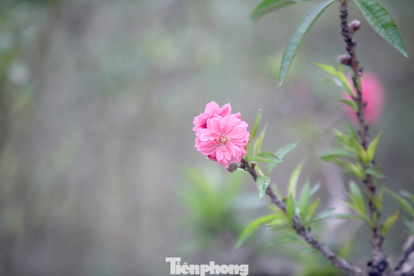 Thời tiết thất thường, đào Thất Thốn vào buồng điều hoà chờ Tết ảnh 6