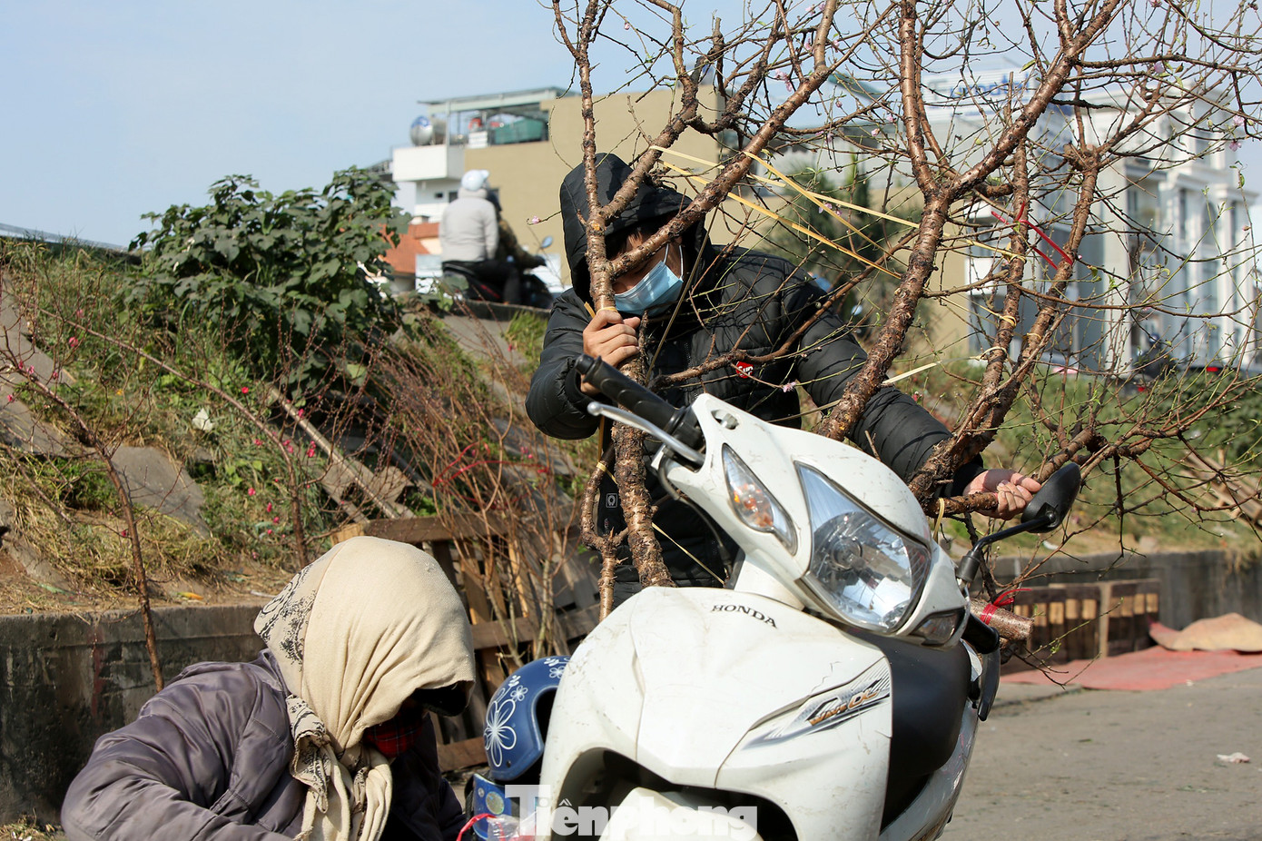 Đào Tết nở sớm đổ bộ khoe sắc phố phường ảnh 9