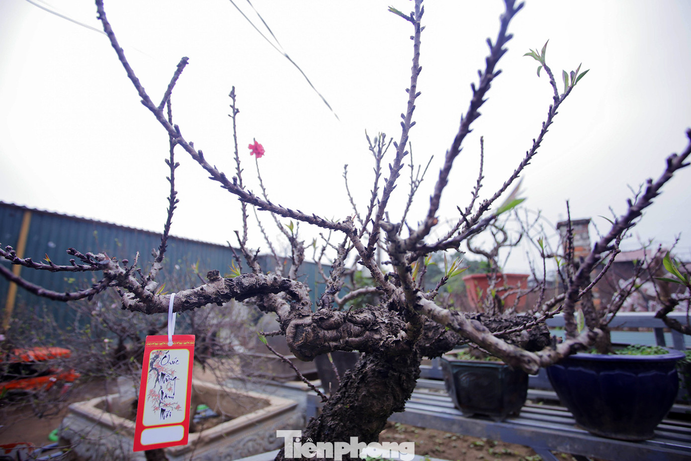 Thời tiết thất thường, đào Thất Thốn vào buồng điều hoà chờ Tết ảnh 2