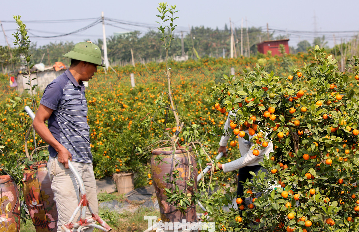 Vựa hoa cây cảnh lớn nhất miền bắc vào vụ Tết ảnh 9