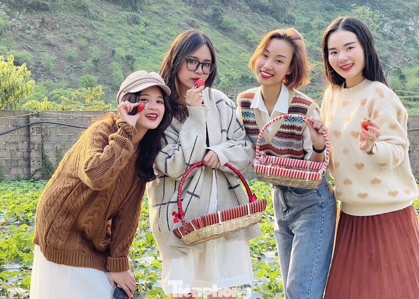 Hết mùa hoa lê, giới trẻ lại đổ xô checkin vườn dâu tây ở Mộc Châu ảnh 2