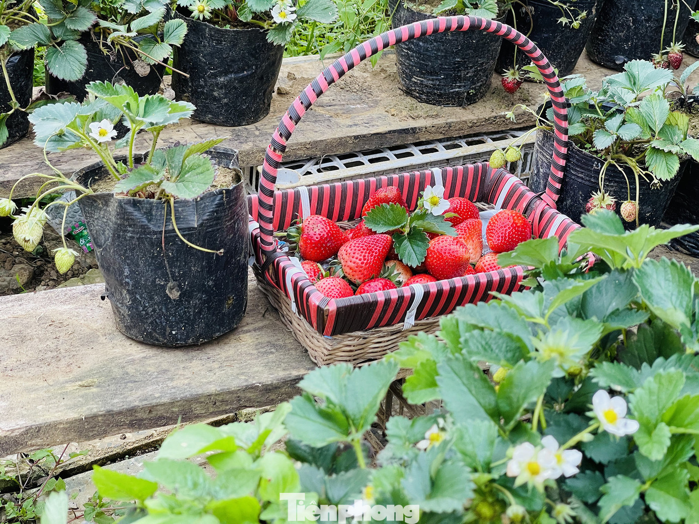 Hết mùa hoa lê, giới trẻ lại đổ xô checkin vườn dâu tây ở Mộc Châu ảnh 11