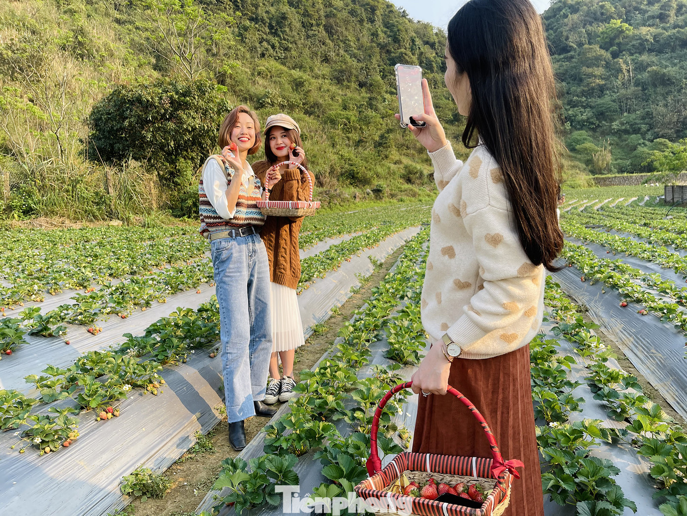 Hết mùa hoa lê, giới trẻ lại đổ xô checkin vườn dâu tây ở Mộc Châu ảnh 5