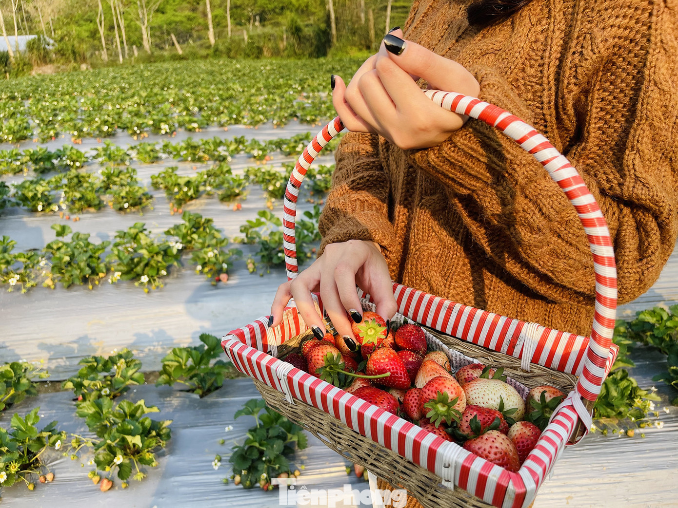 Hết mùa hoa lê, giới trẻ lại đổ xô checkin vườn dâu tây ở Mộc Châu ảnh 6