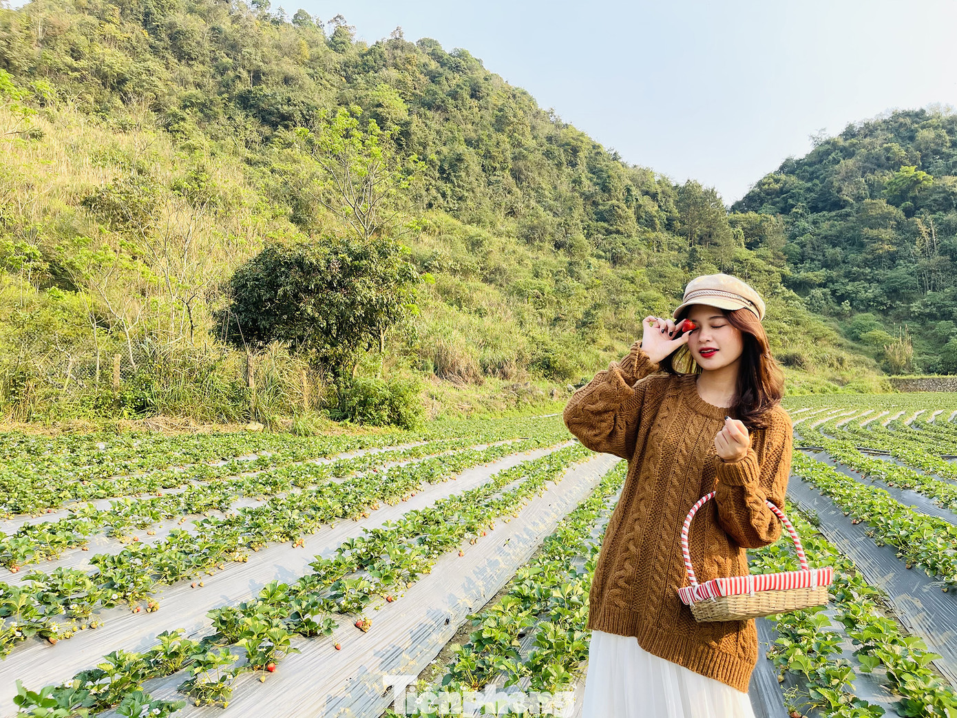 Hết mùa hoa lê, giới trẻ lại đổ xô checkin vườn dâu tây ở Mộc Châu ảnh 4