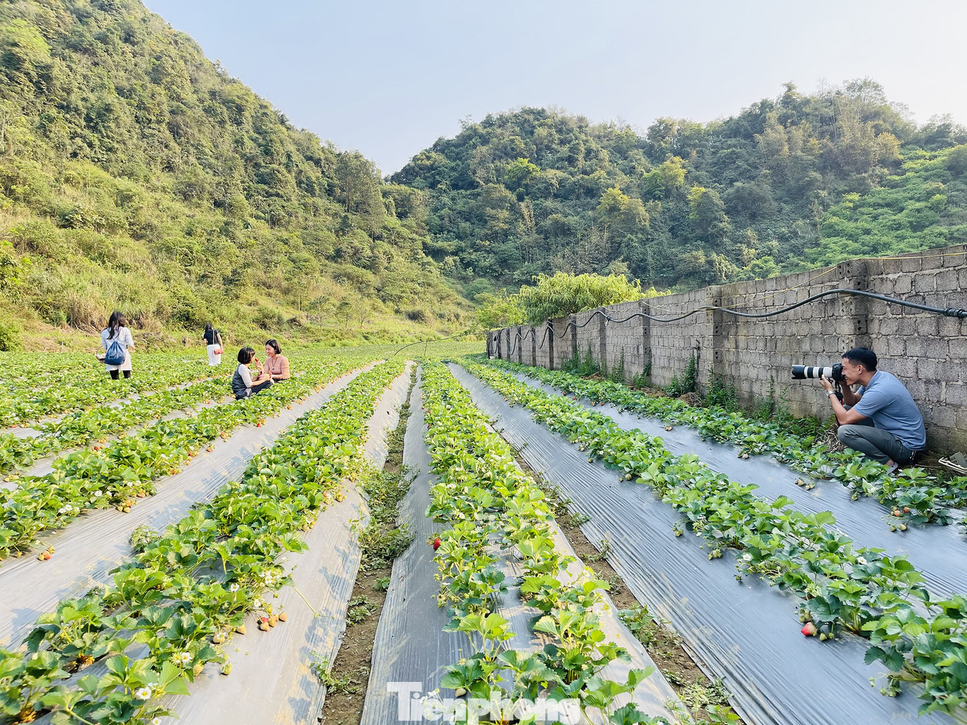 Hết mùa hoa lê, giới trẻ lại đổ xô checkin vườn dâu tây ở Mộc Châu ảnh 12
