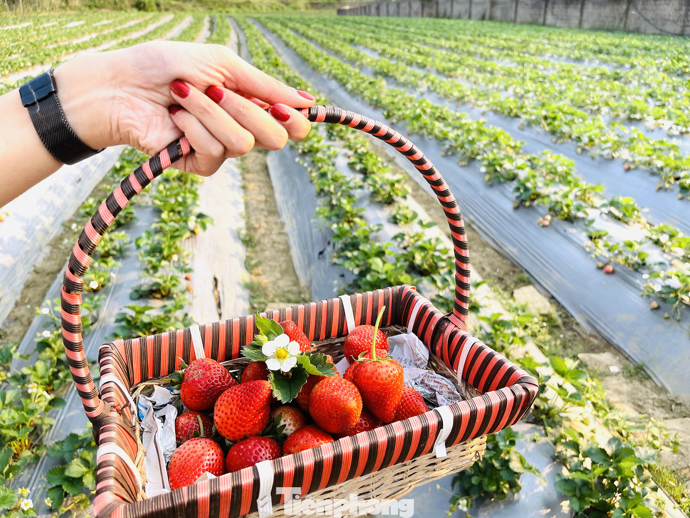 Hết mùa hoa lê, giới trẻ lại đổ xô checkin vườn dâu tây ở Mộc Châu ảnh 9