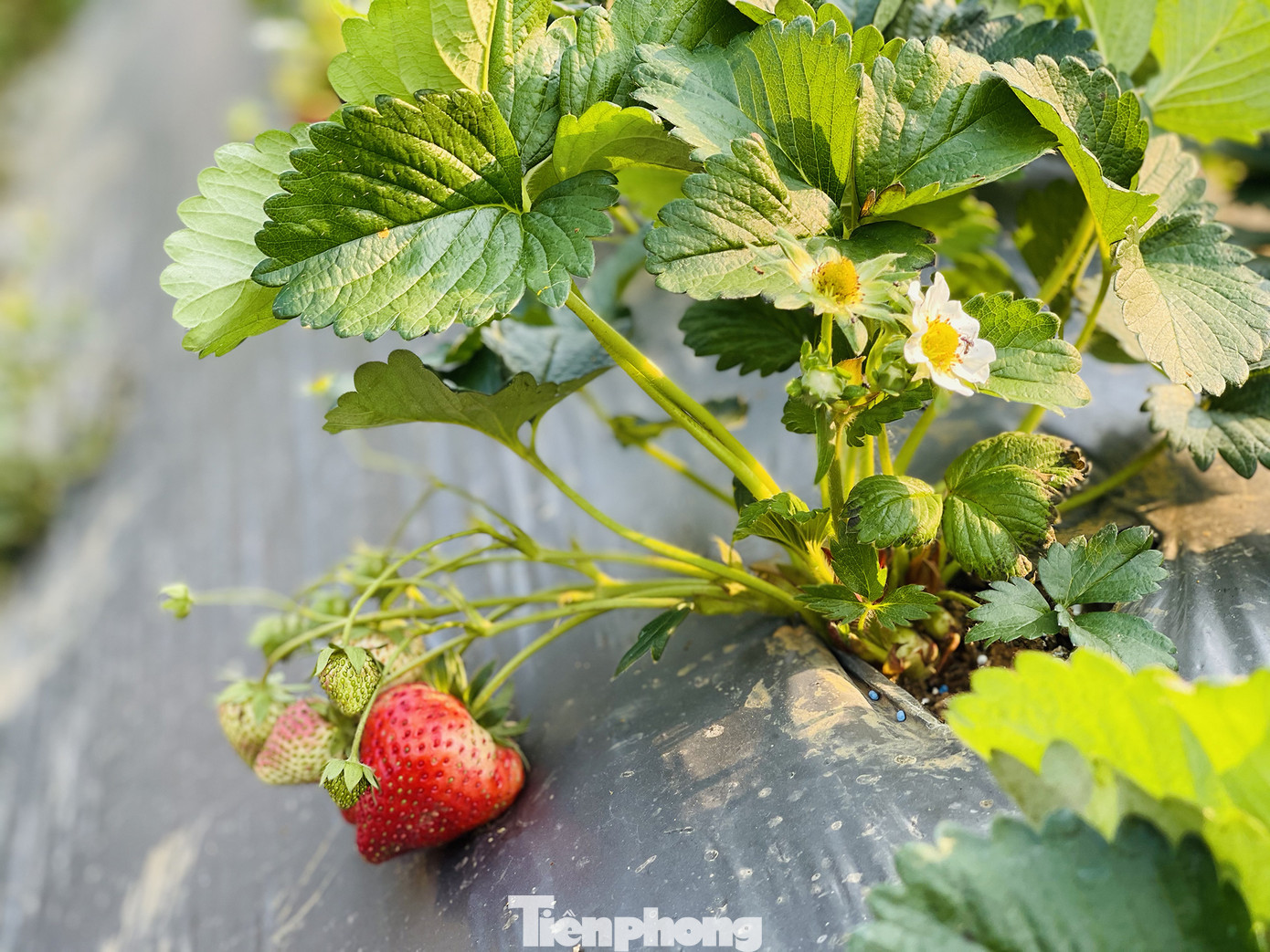 Hết mùa hoa lê, giới trẻ lại đổ xô checkin vườn dâu tây ở Mộc Châu ảnh 10