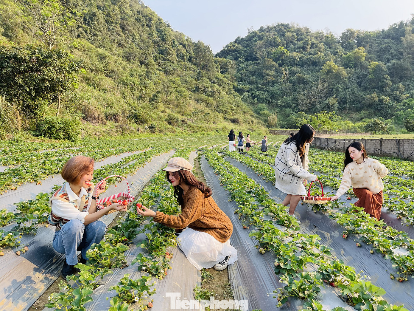 Hết mùa hoa lê, giới trẻ lại đổ xô checkin vườn dâu tây ở Mộc Châu ảnh 13