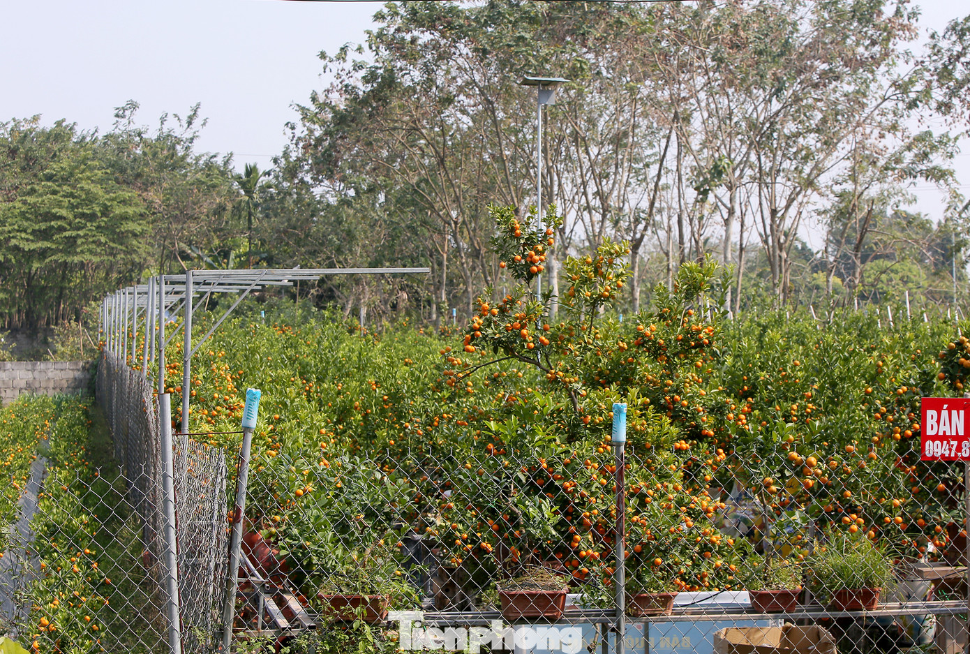 Vựa hoa cây cảnh lớn nhất miền bắc vào vụ Tết ảnh 8