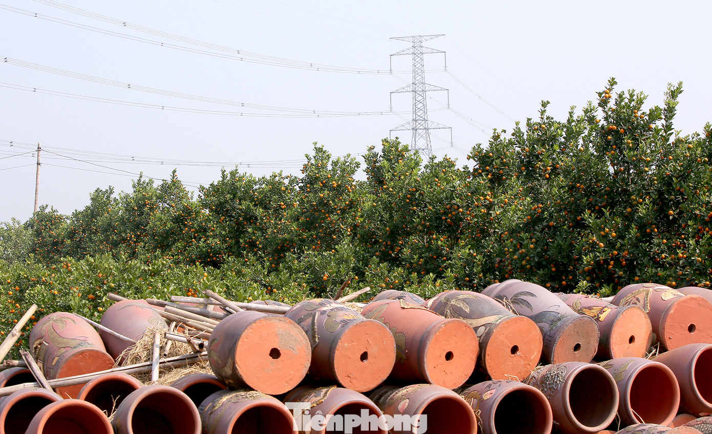 Vựa hoa cây cảnh lớn nhất miền bắc vào vụ Tết ảnh 2