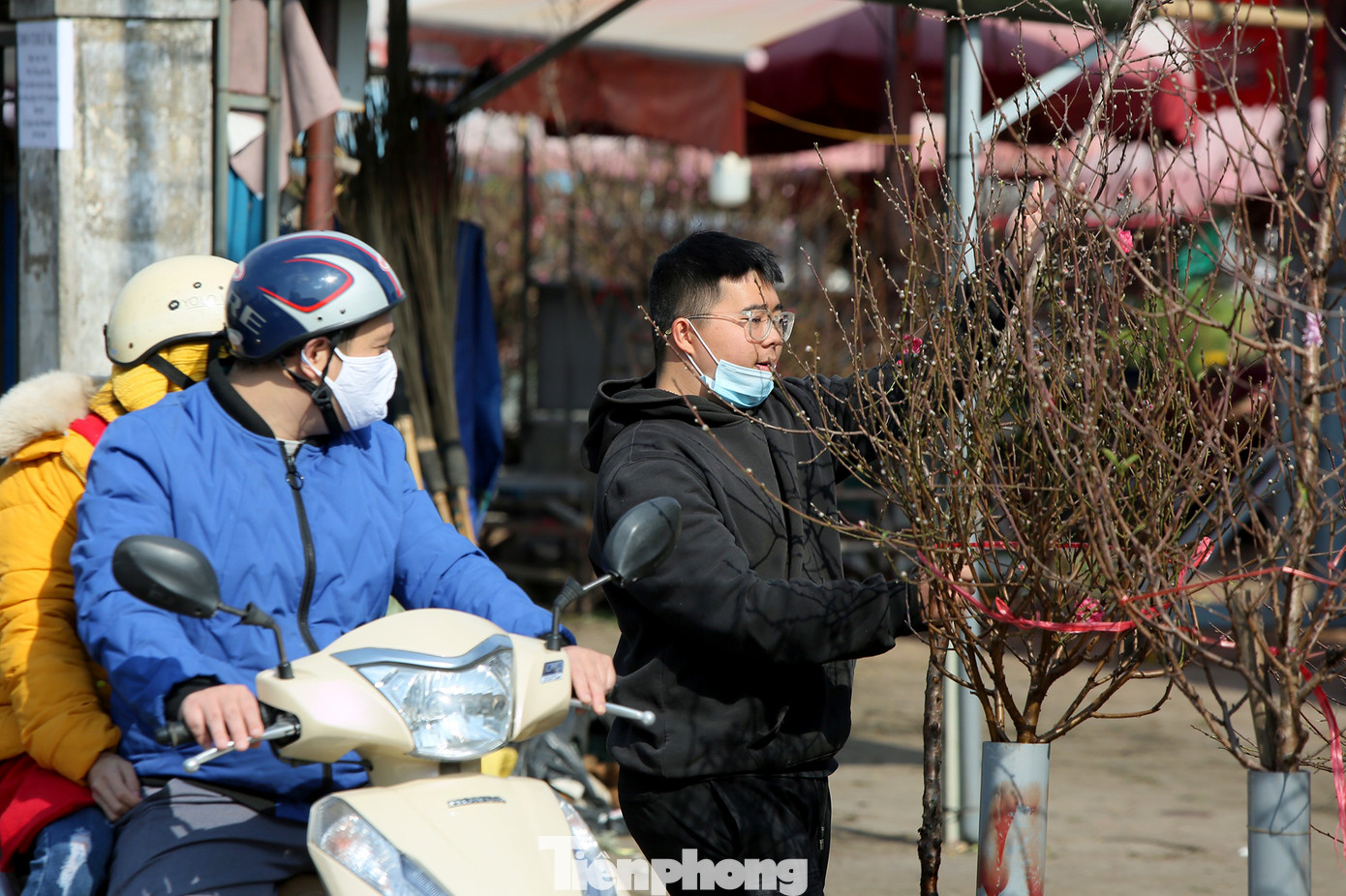 Đào Tết nở sớm đổ bộ khoe sắc phố phường ảnh 8