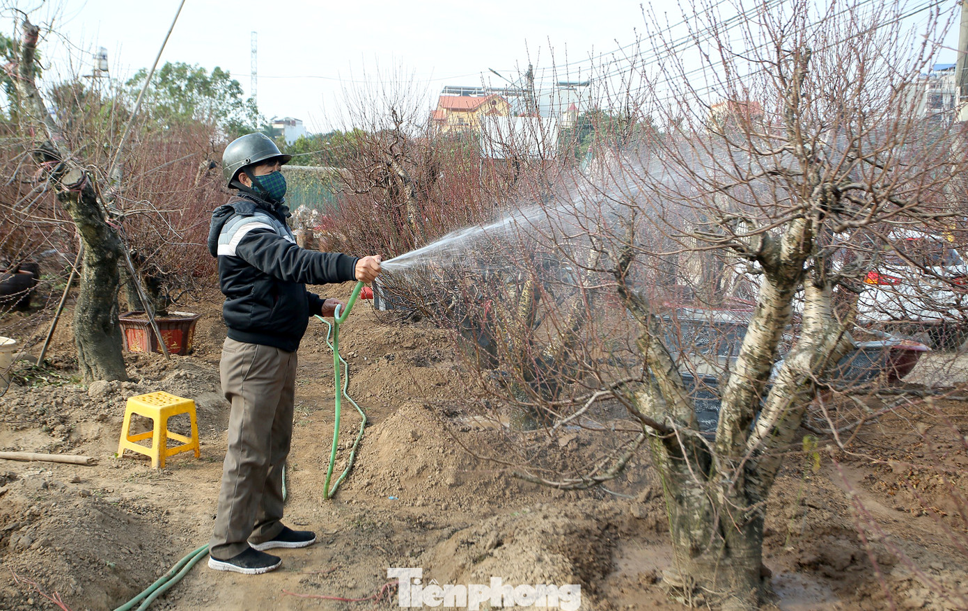 Cận cảnh những bông đào bung nở sớm khoe sắc trên vườn hoa Nhật Tân ảnh 2