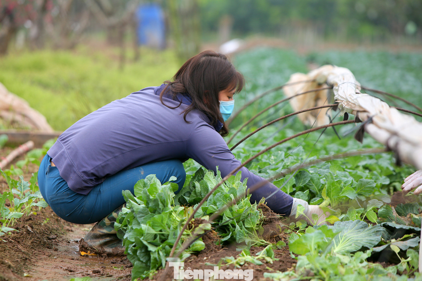 Nuốt nước mắt để kệ cho bò ăn rau xanh sau Tết ảnh 7