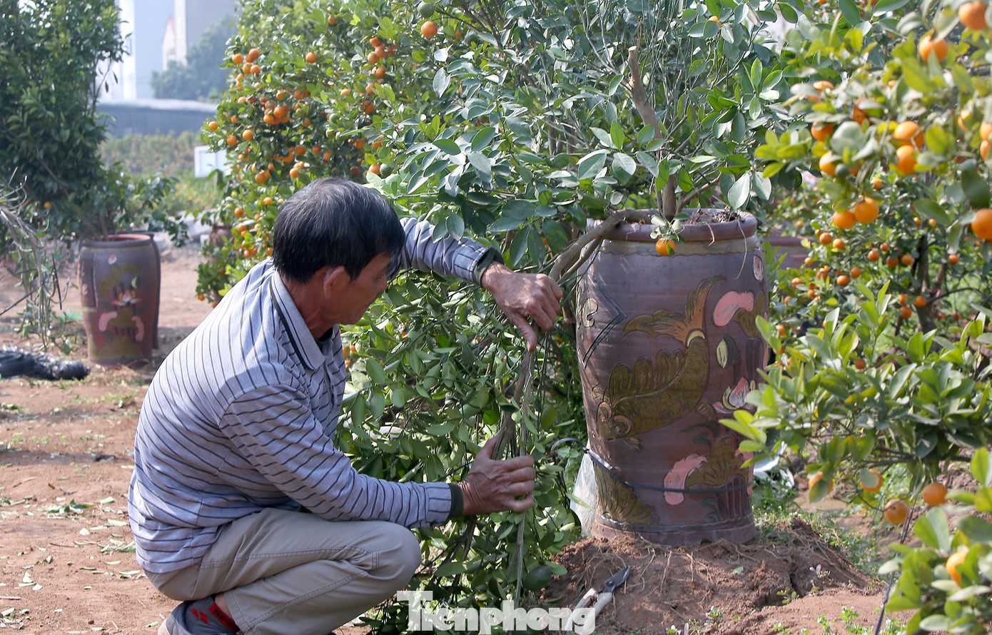 Vựa hoa cây cảnh lớn nhất miền bắc vào vụ Tết ảnh 3