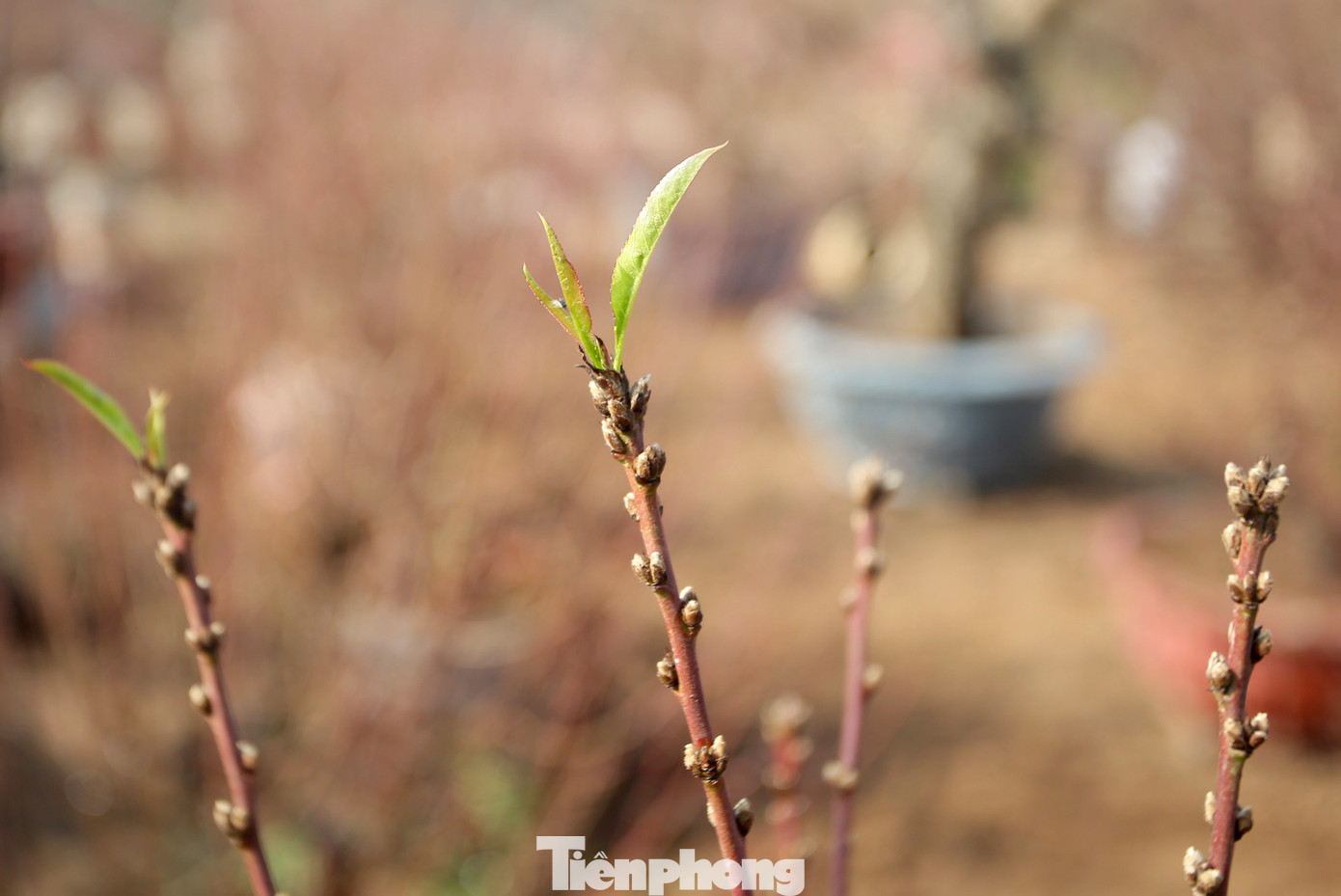 Cận cảnh những bông đào bung nở sớm khoe sắc trên vườn hoa Nhật Tân ảnh 4