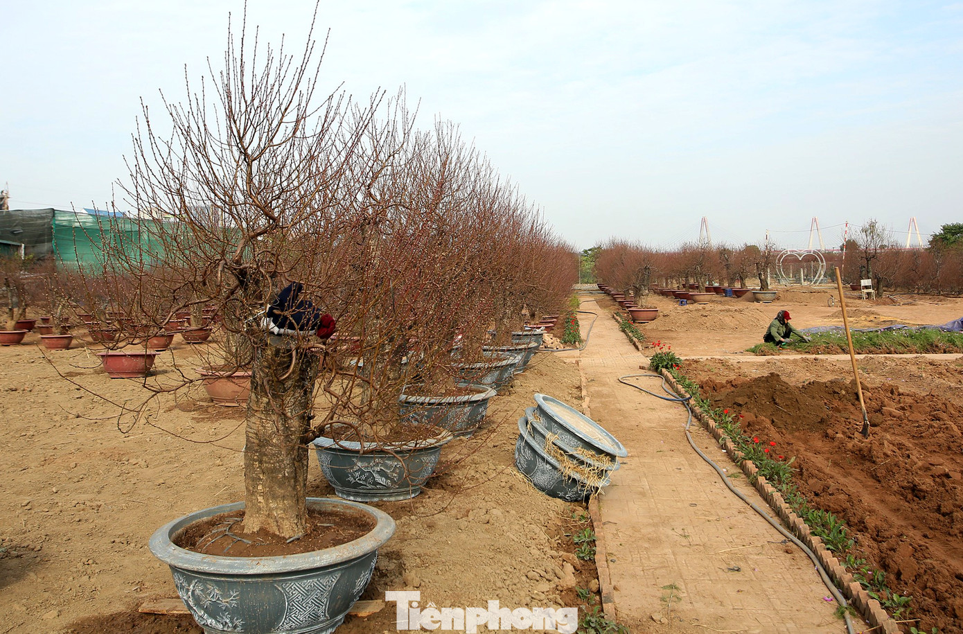 Cận cảnh những bông đào bung nở sớm khoe sắc trên vườn hoa Nhật Tân ảnh 11