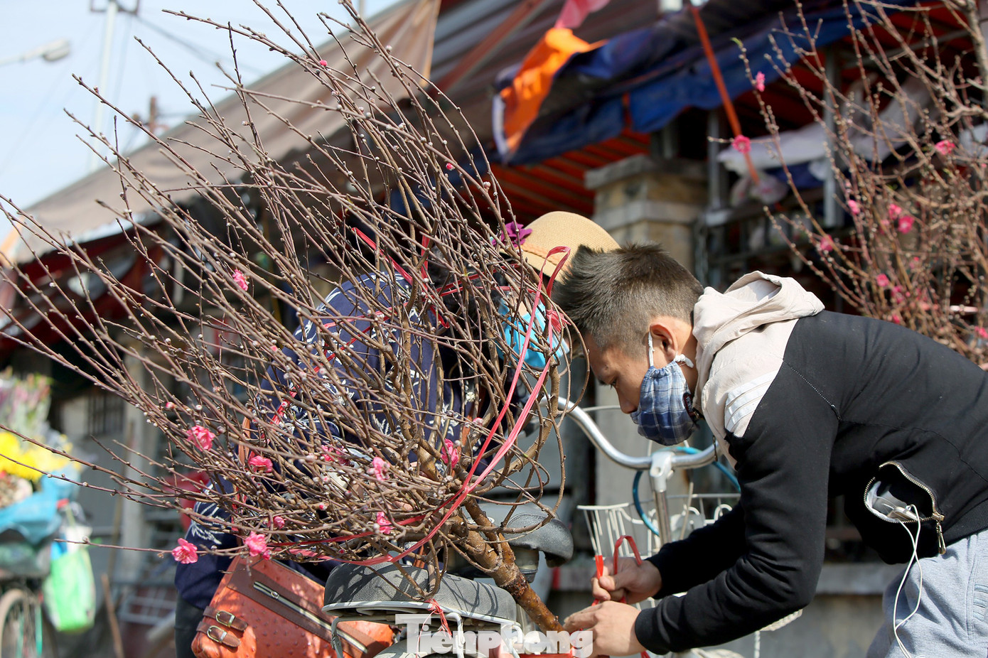 Đào Tết nở sớm đổ bộ khoe sắc phố phường ảnh 10