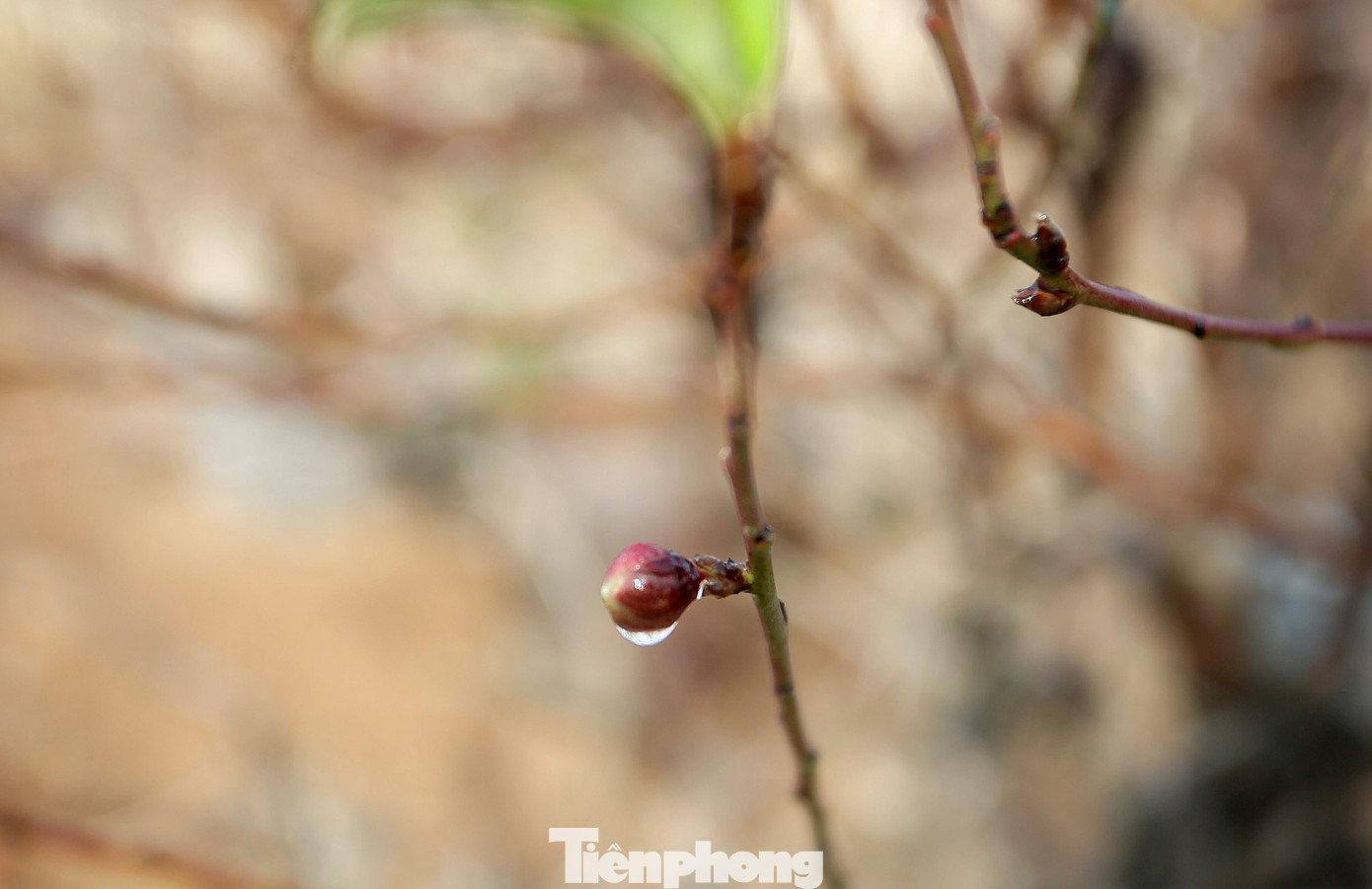 Cận cảnh những bông đào bung nở sớm khoe sắc trên vườn hoa Nhật Tân ảnh 9