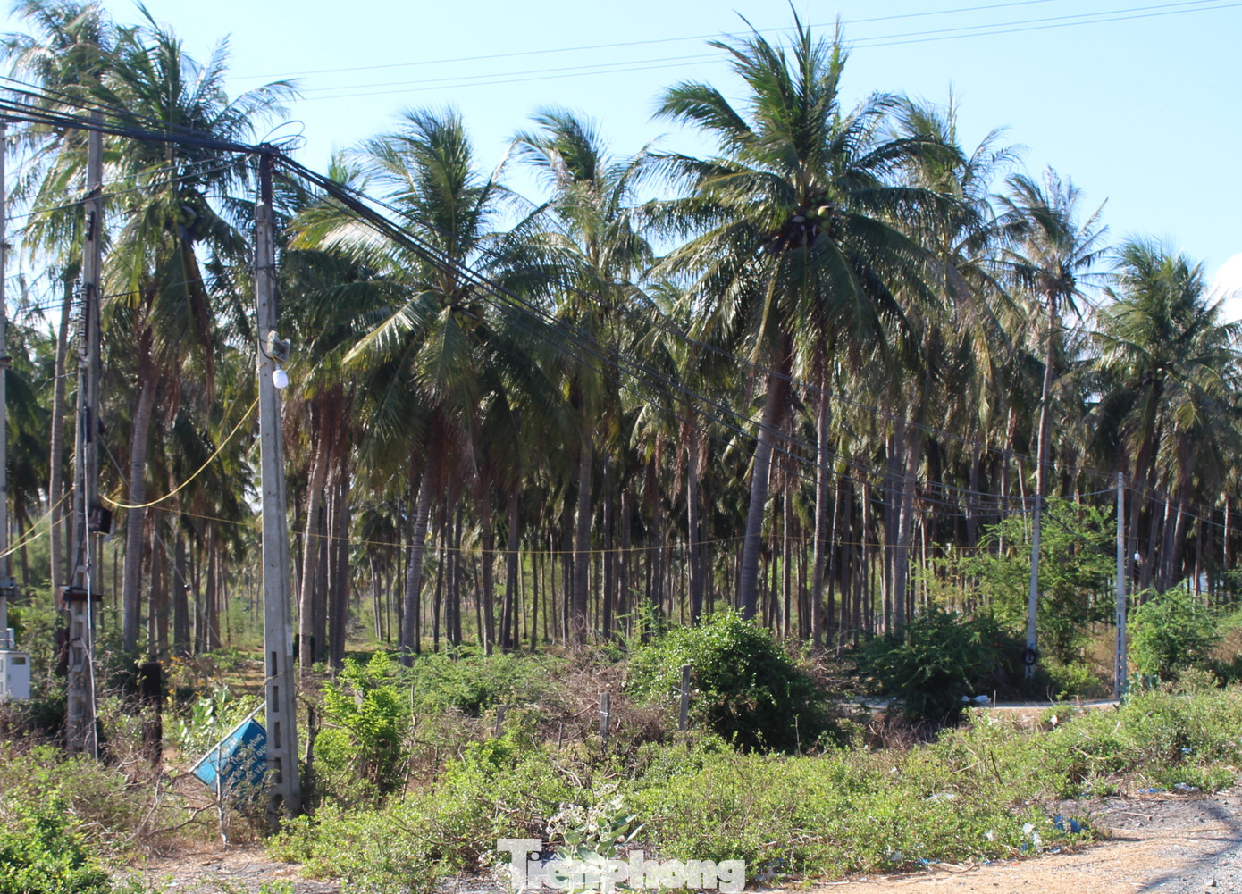 Sử dụng hàng trăm ha đất công không thuế: Bất ngờ chuyển đất nông nghiệp thành NƠXH ảnh 2