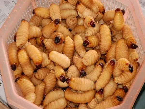 Món ăn bị cấm nhưng vẫn được đưa vào liên hoan 'Món ngon các nước' ảnh 2