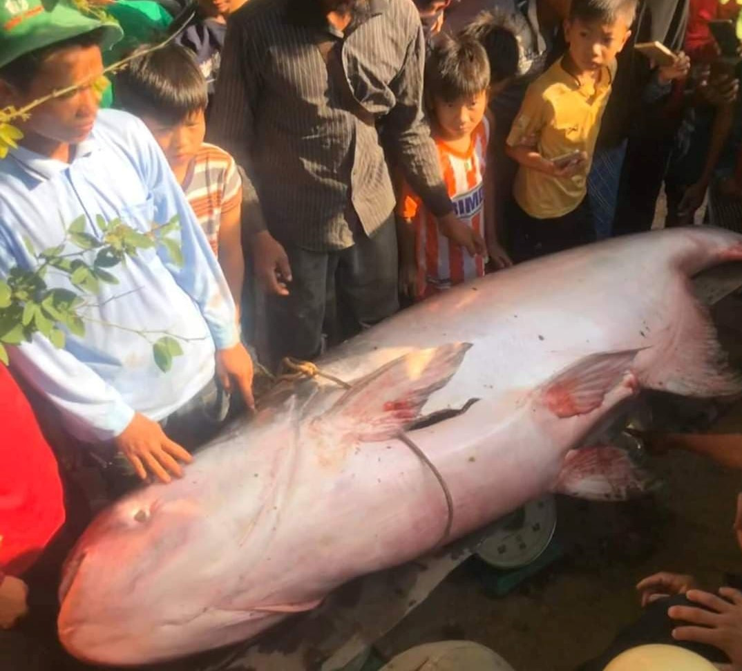 Ngư dân miền Tây bắt được cá tra dầu 'khổng lồ' ảnh 2