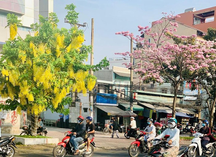 Kèn hồng và những mùa hoa rực rỡ ở TP.HCM ảnh 13