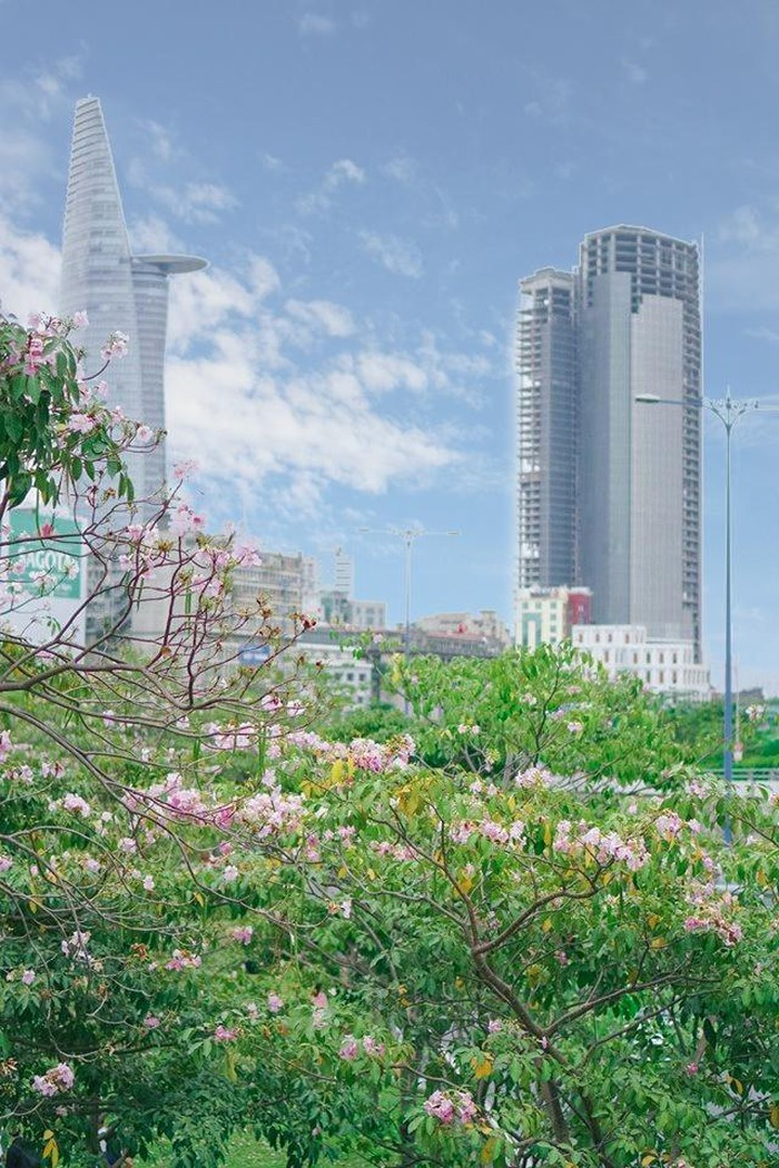 Kèn hồng và những mùa hoa rực rỡ ở TP.HCM ảnh 1