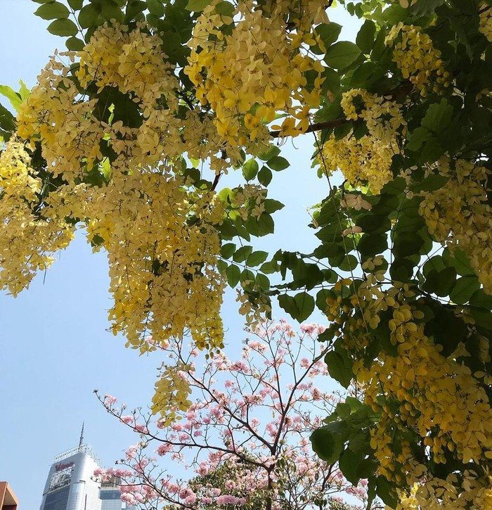 Kèn hồng và những mùa hoa rực rỡ ở TP.HCM ảnh 14