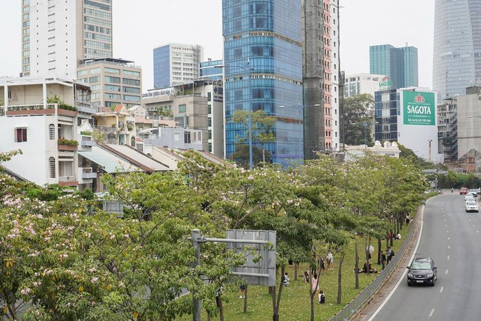 Kèn hồng và những mùa hoa rực rỡ ở TP.HCM ảnh 2