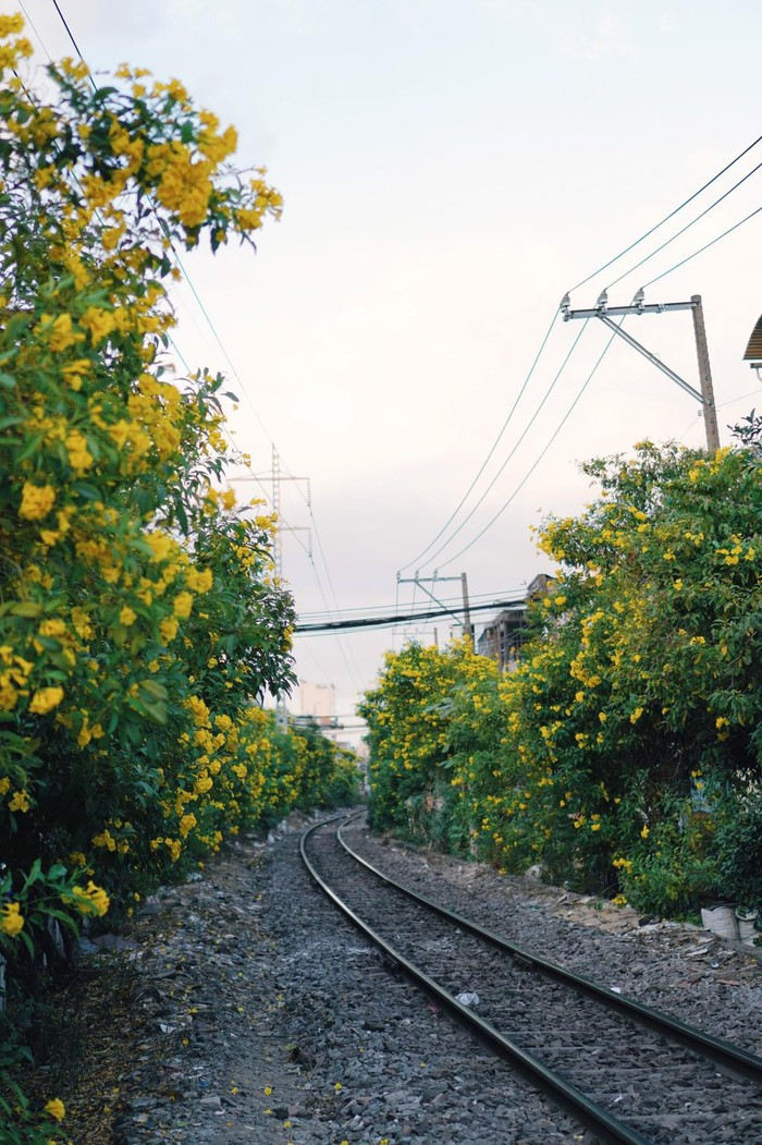 Kèn hồng và những mùa hoa rực rỡ ở TP.HCM ảnh 3