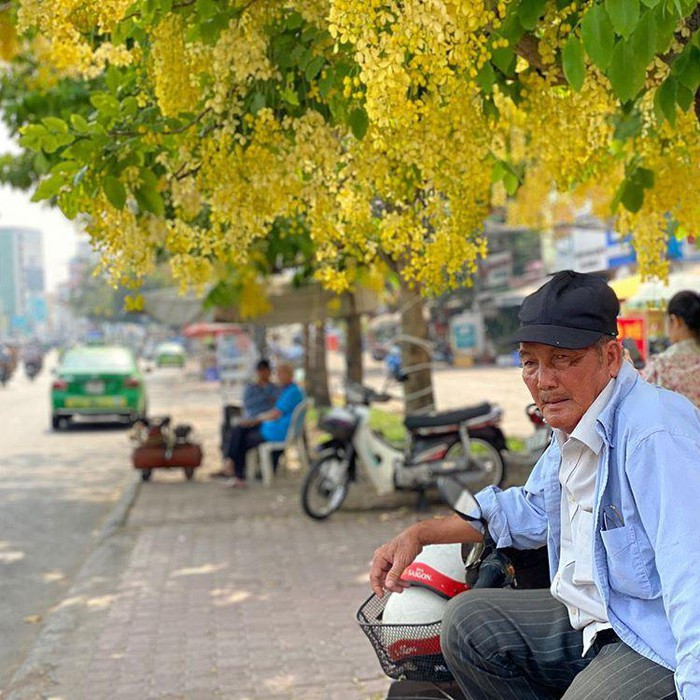 Kèn hồng và những mùa hoa rực rỡ ở TP.HCM ảnh 12