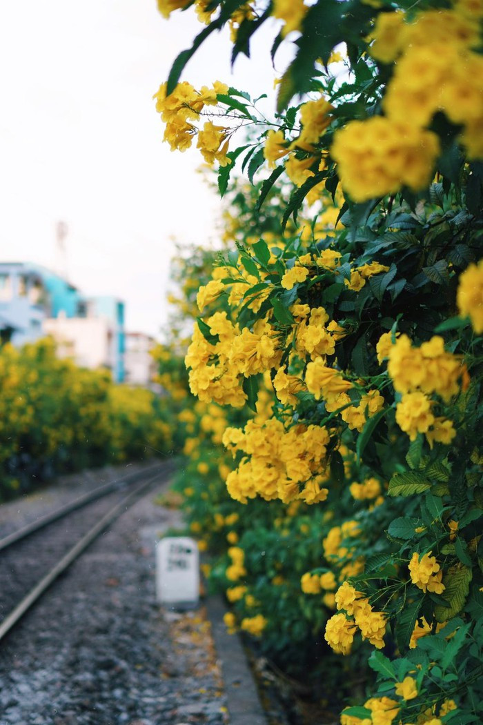 Kèn hồng và những mùa hoa rực rỡ ở TP.HCM ảnh 4