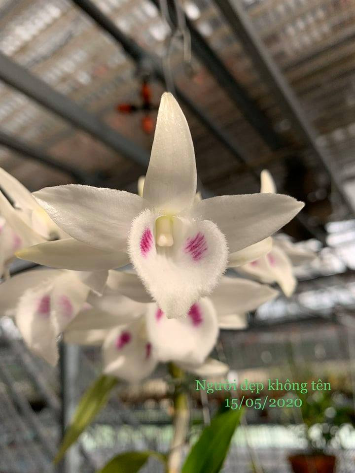 Giải mã hiện tượng hoa lan đột biến có giá trị hàng chục tỉ đồng ảnh 1