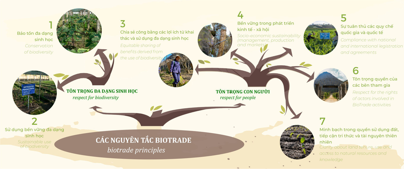 Chuyện làm kinh tế xanh ở xứ sở mộng mơ ảnh 3