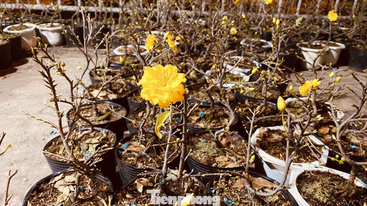 Chợ hoa 'trên bến dưới thuyền' nhộn nhịp về đêm ảnh 8